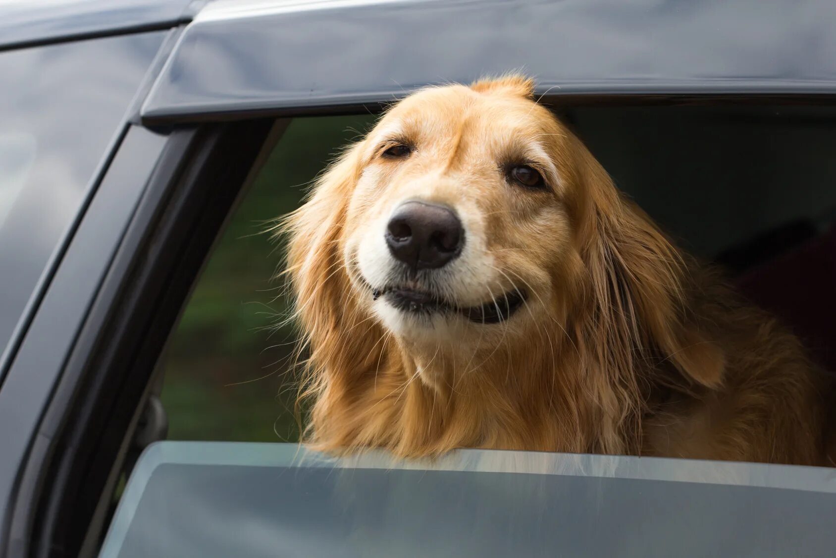 Золотистый ретривер. Собака золотистый ретривер. Автомобиль собака лето. Собака в машине.