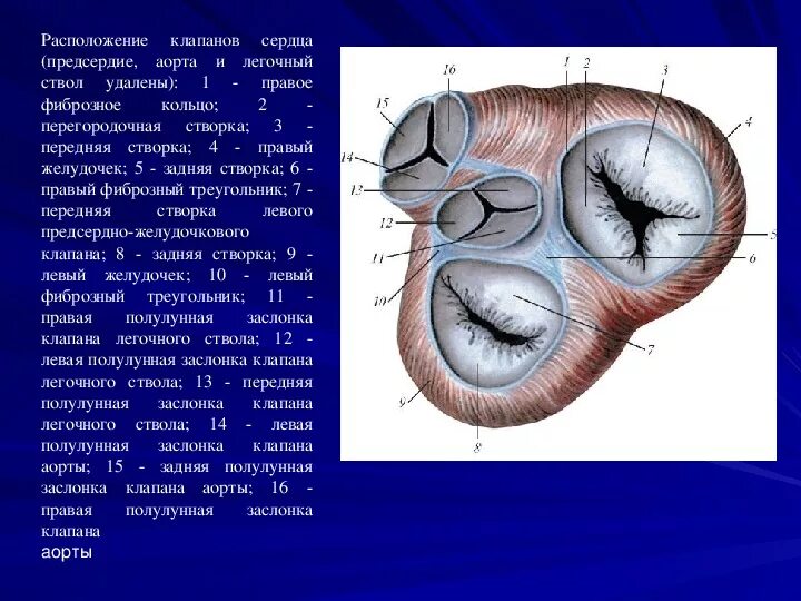 Левый синус легочного ствола. Полулунный клапан легочного ствола. Клапан легочного ствола анатомия. Фиброзное кольцо аортального клапана. Клапан правого предсердно желудочкового отверстия
