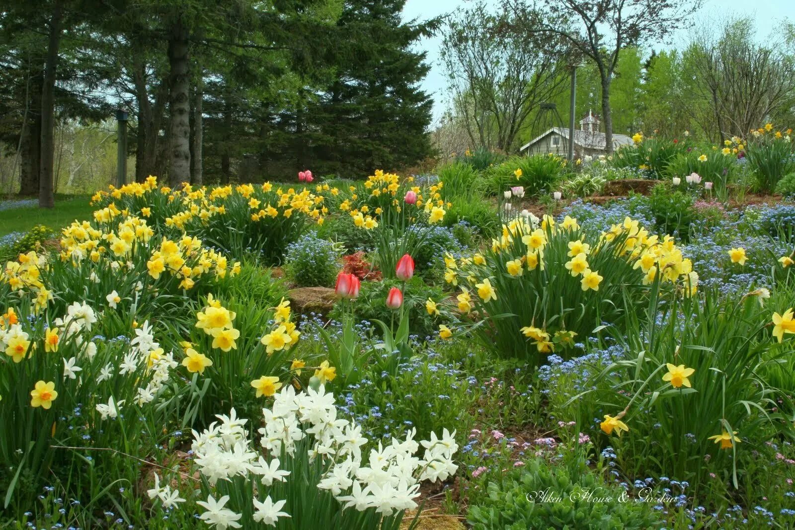 There are many flowers in the garden