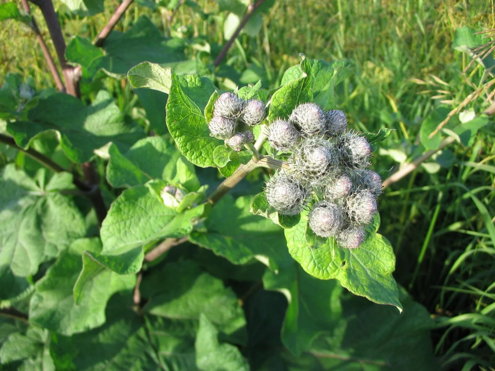 Собирать лопух. Лопух Arctium Lappa. Репейник (Burdock). Репейник и репей. Лопух войлочный, репейник.