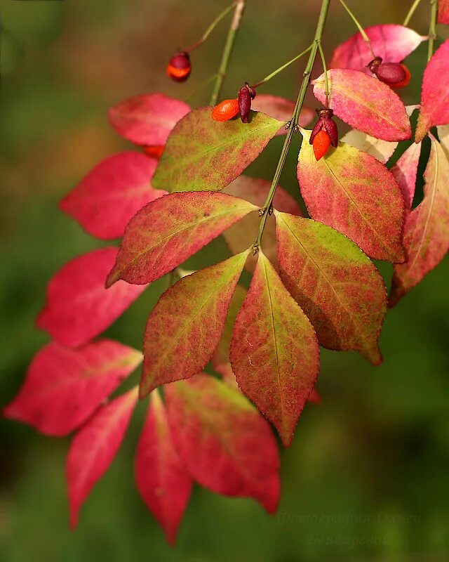 Дерево меняет цвет листьев. Цвета осенних листьев. Цвета осенних листьев. Листья осенью. Деревья с яркой листвой.