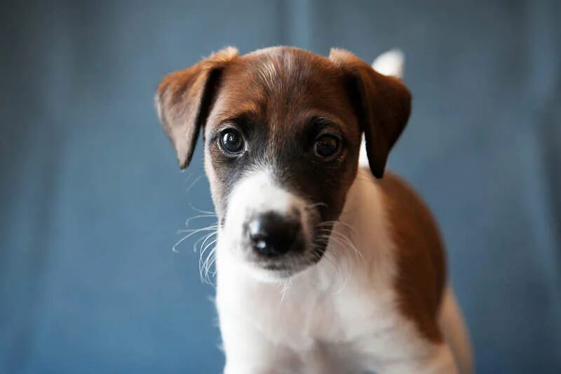 щенок гладкошерстный. щенок гладкошерстный. джек рассел гладкошерстный. фокстерьер гладкошерстный. лабрадор ретривер.