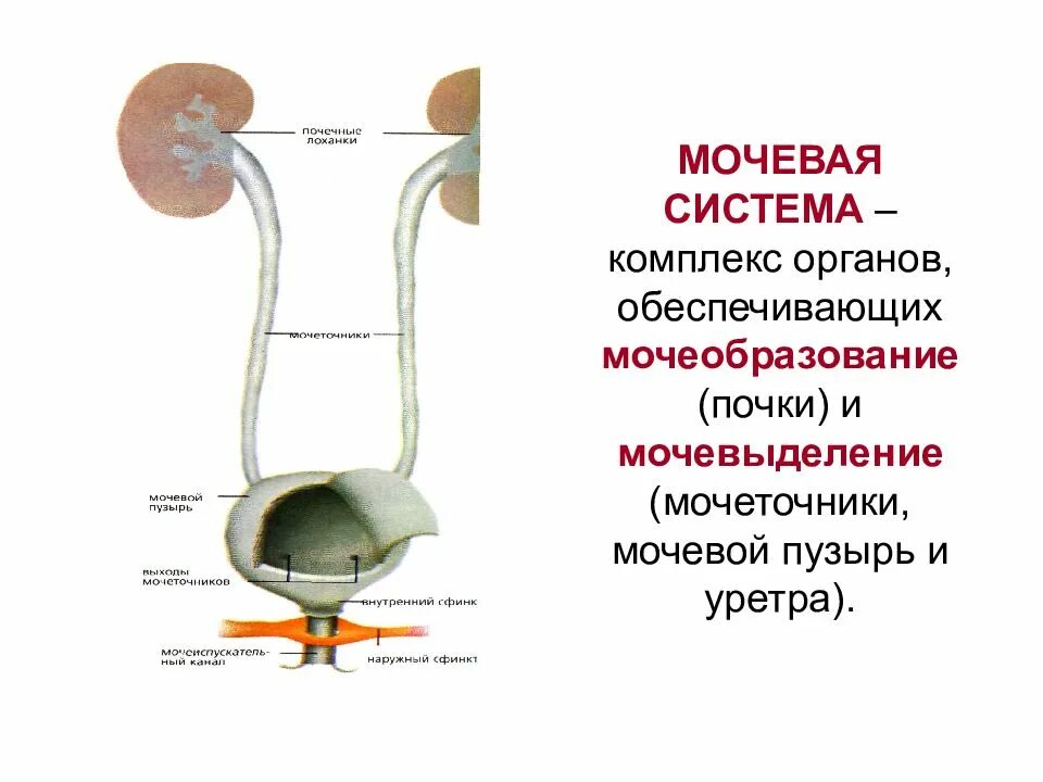 Мочевыделительной системы мочевой пузырь. Мочевыделительная система почки мочеточники. Почки мочеточник мочевой пузырь схема расположения. Мочевая система почки органы мочевыделения. В какой отдел попадает моча из мочеточника