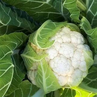 Сорт капусты абени