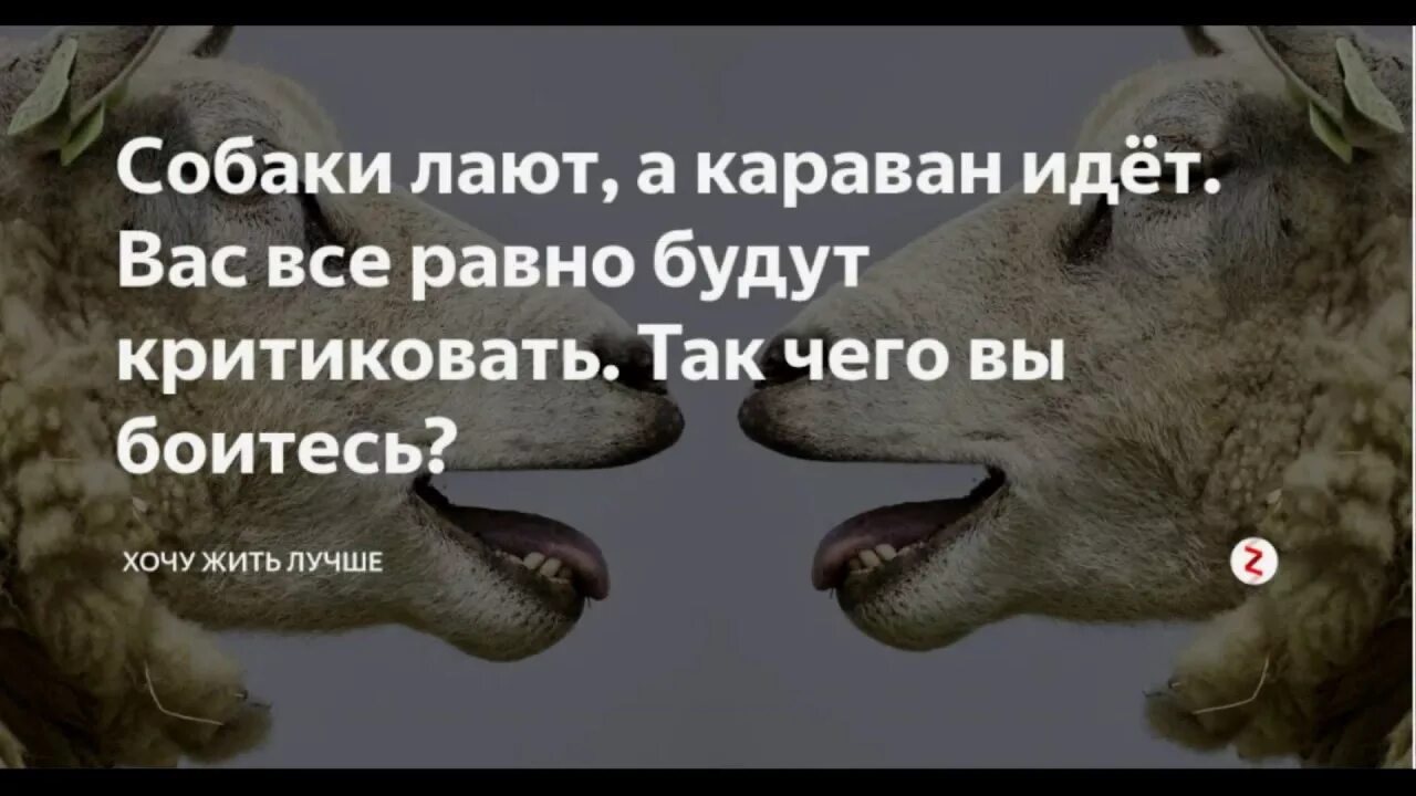 Собаки лают Караван идет. Сабака лакт Караван илет. Собака лакт корован идет. Собака лает Караван идет карикатура. Караван что означает