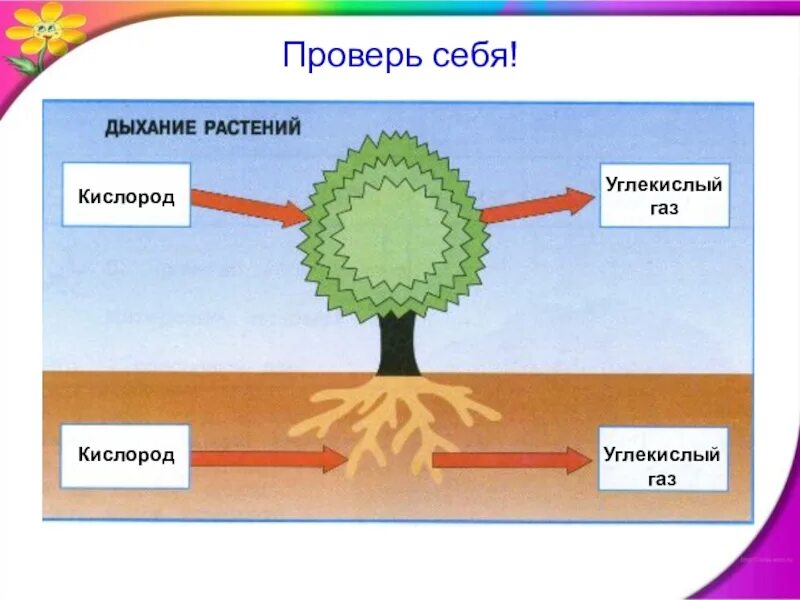 Кислород углекислый газ вода солнечный свет. Схема питания растений. Дыхание растений. Питание и дыхание растений. Солнце растения и мы с вами 3 кл.