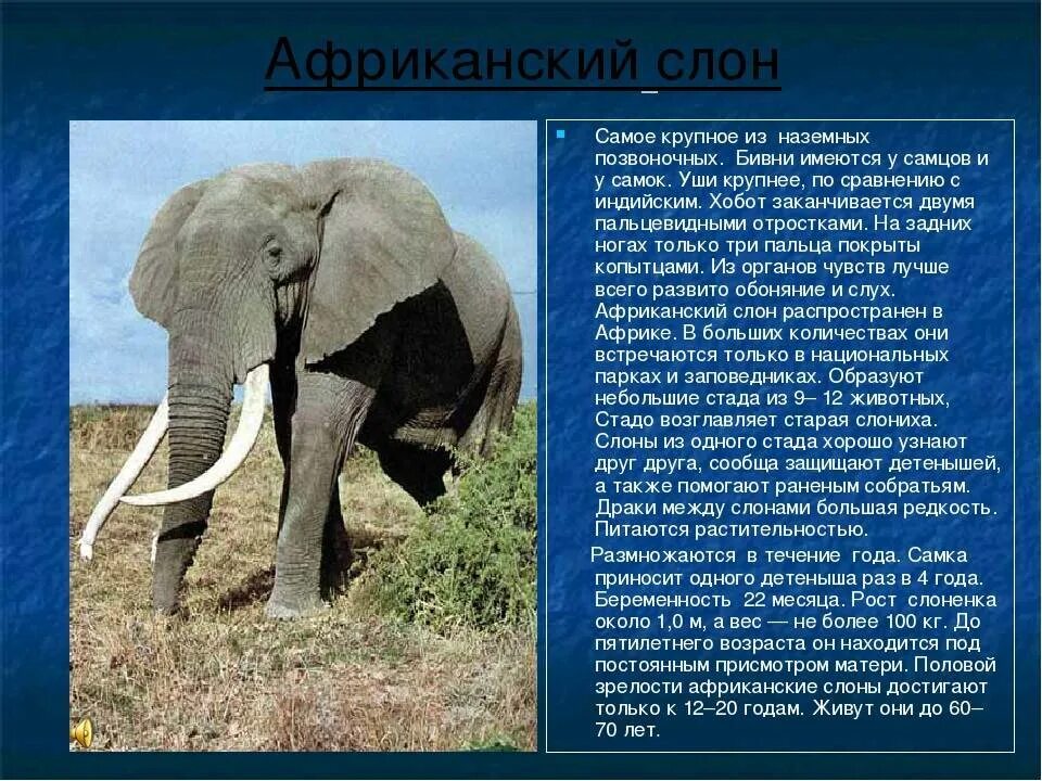 Слоны доклад. Доклад про слона. Слоны для презентации. Презентация про слонов. Слон в какой природной зоне