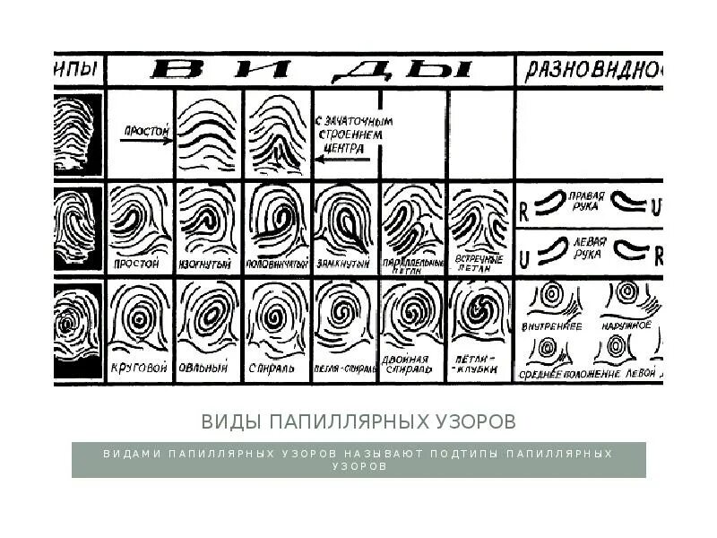 Тип вид и разновидность папиллярного узора. Пороскопия в криминалистике это. Папиллярный узор петля. Узоры пальцев в криминалистике. Типы папиллярных узоров пальцев рук криминалистика.