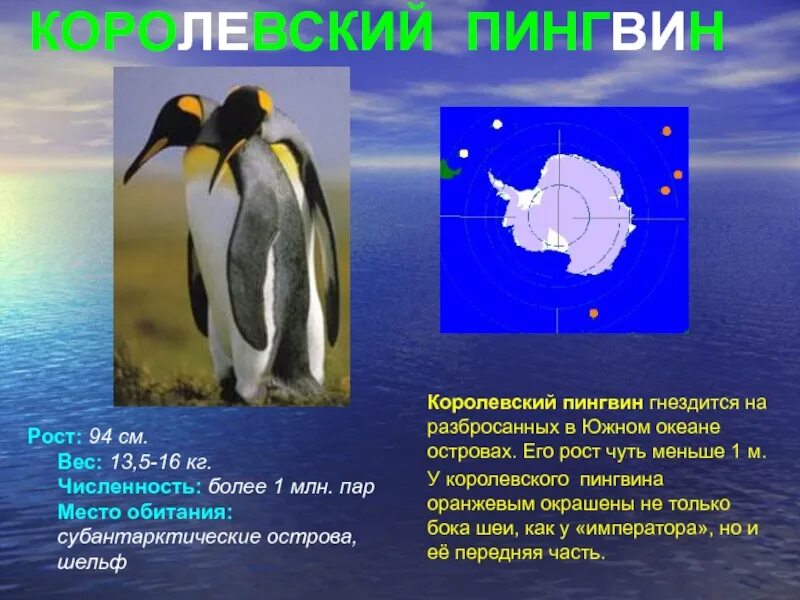 Королевский Пингвин рост. Размер Императорского пингвина. Императорский Пингвин рост. Рот королевского пингвина. Какой тип развития характерен для субантарктического пингвина