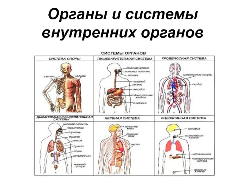 Органы образующие элементы. Системы внутренних органов. Внутренняя система человека. Внутренняя система организма человека. Основные системы внутренних органов:.