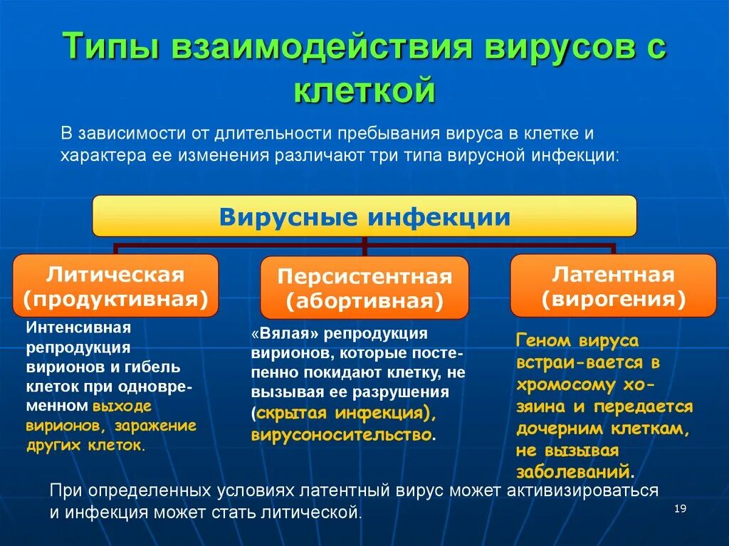 Типы взаимодействия вируса с клеткой. Фазы взаимодействия вируса с клеткой. Продуктивный и интегративный типы взаимодействия вируса с клеткой. Стадии взаимодействия вируса с клеткой.