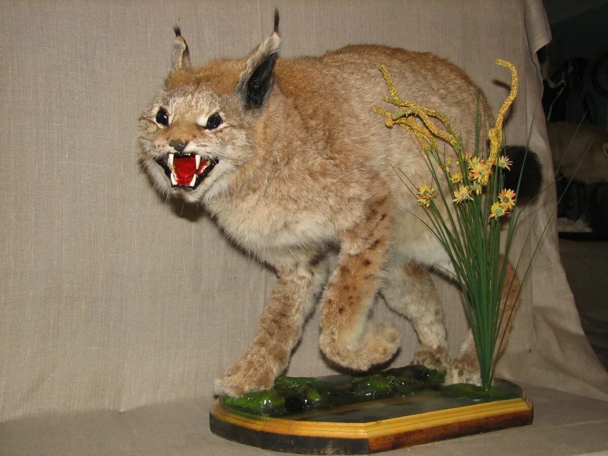 таксидермия рысь декор. рысь в пермском крае. чучело рыси. чучело рыси. рысь сувенир.