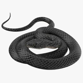 Snake plate