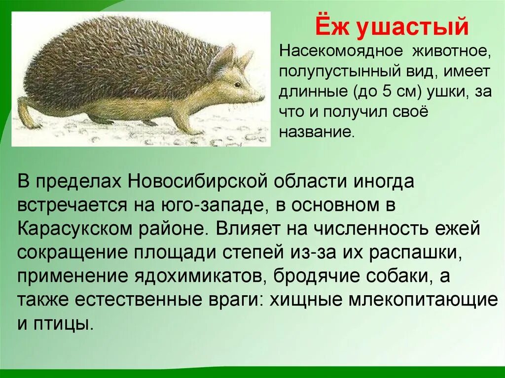 Сообщение про любого млекопитающего