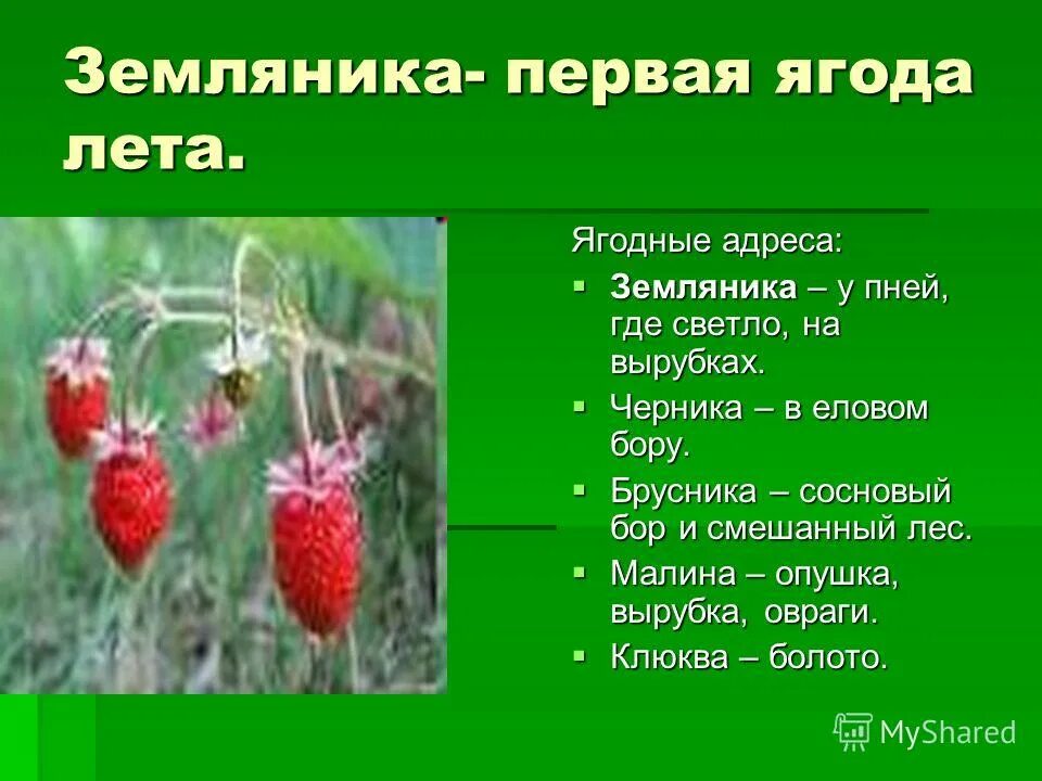 Ягода года года песня. Стихи про землянику. Доклад про землянику. Земляника описание для детей. Рассказ о клубнике.