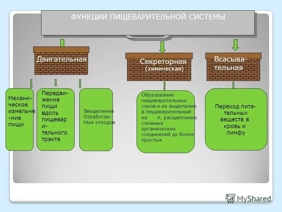 Пищевые системы определение. Методика оценка пищевого статуса. Методы изучения фактического питания и пищевого статуса. Пищевые системы определение. Биологическое загрязнение пищевых продуктов.