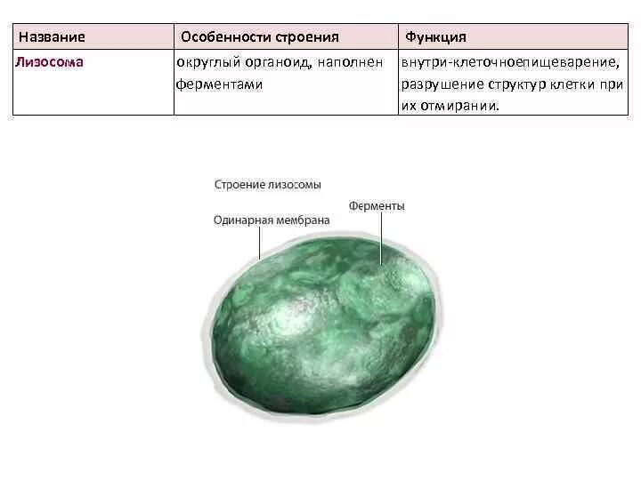 Лизосомы строение таблица. Лизосомы строение и функции. структура лизосомы клетки рисунок.