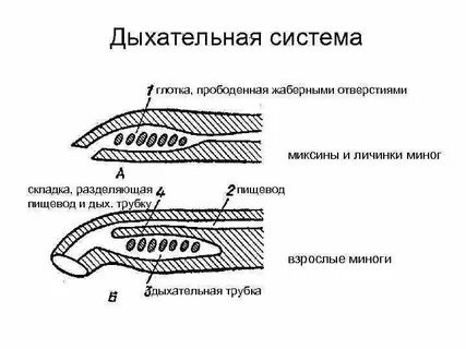 Какие органы дыхания у простейших