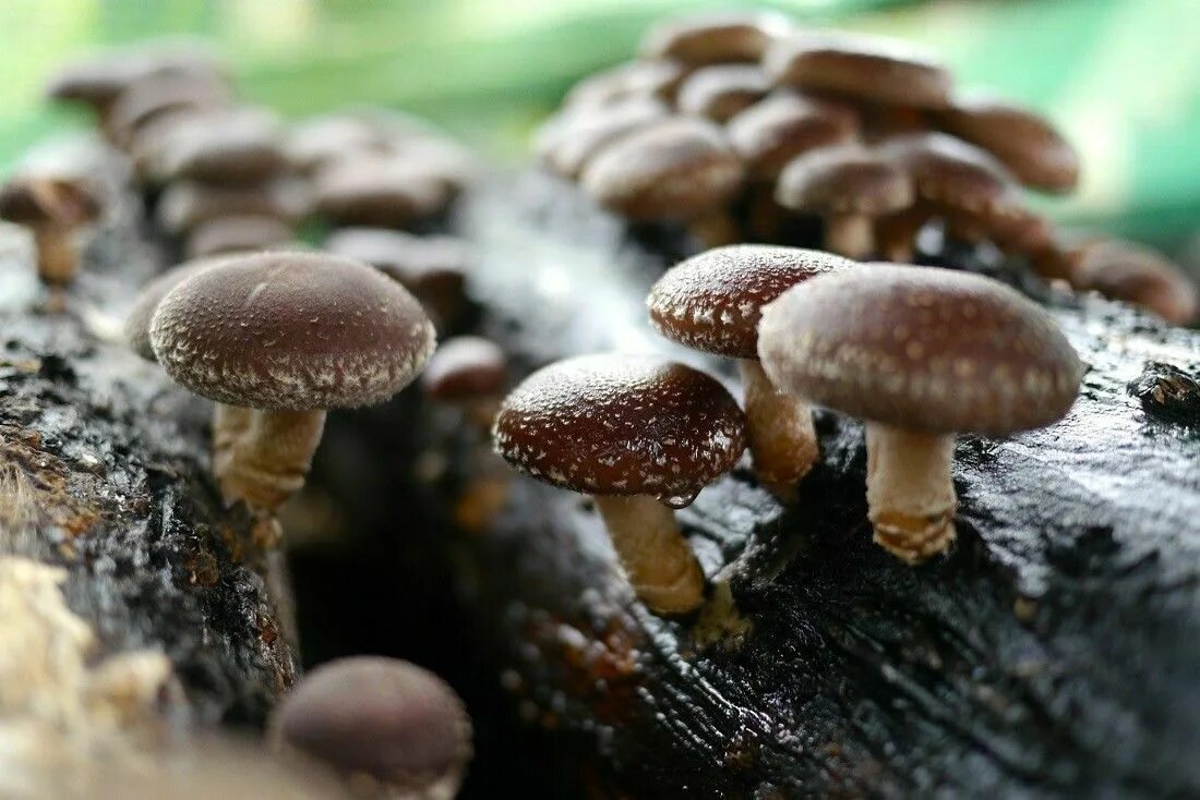 Шиитаке Lentinula edodes. Шиитаке Shiitake (Lentinula edodes). Шиитаке съедобные грибы. Грибы японские шитаки.