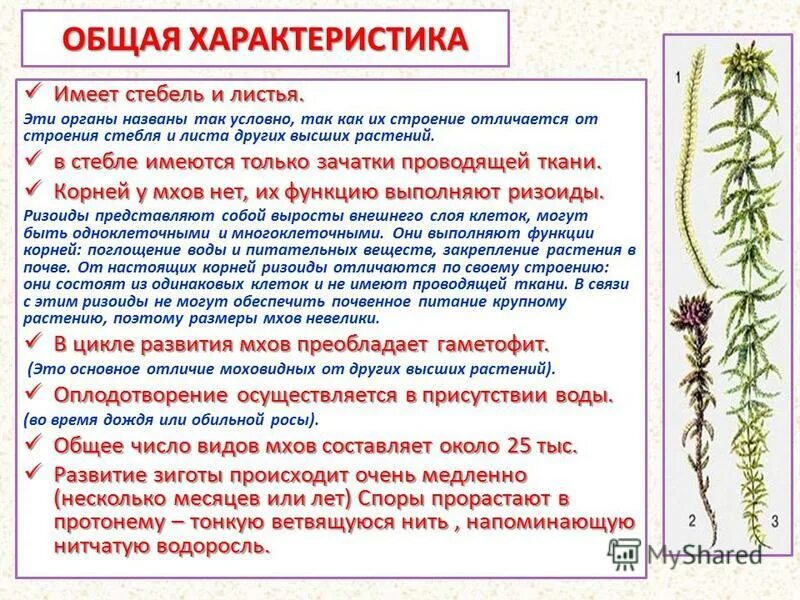 Какое значение в жизни растений имеет стебель. Дополни схему значение стебля для жизни растения. Какую работу выполняет корень лист стебель 3 класс. Дополни схему значения стебля для жизни. Какое значение в жизни растений имеет стебель.