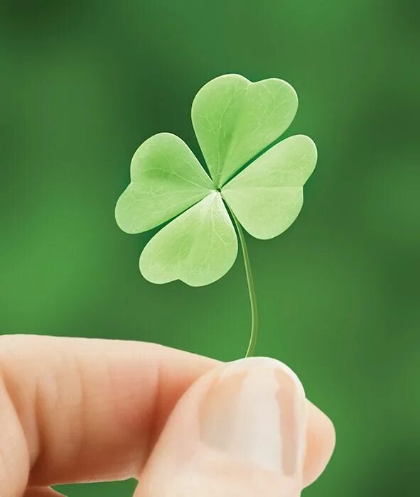 Клевер приносящий удачу. Четырёхлистный клевер символ удачи. Luck c. Четырёхлистный клевер символ. Четырехлистный клевер альфа ромео.