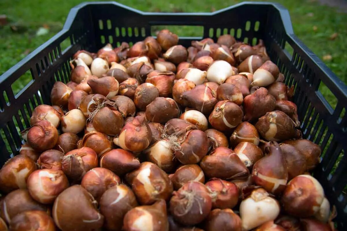 Голландские луковицы тюльпанов. Голландские луковицы тюльпанов. Тюльпан дарвинов гибрид banja luka. Тюльпан триумф гранд перфекшн. Тюльпан guus papendrecht.