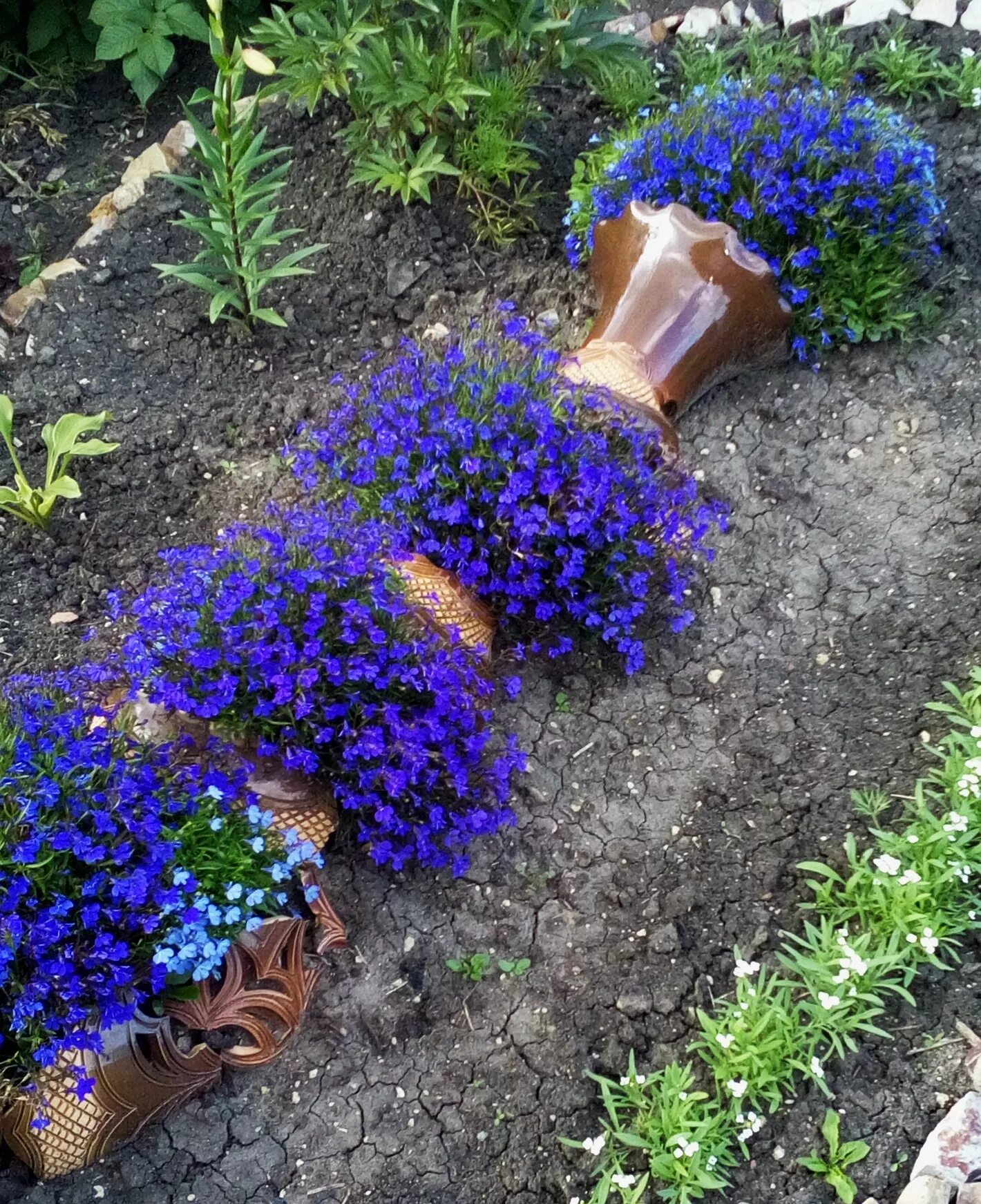 groundcover blue - Google Search Ground cover plants, Backyard flowers, Lobelia 