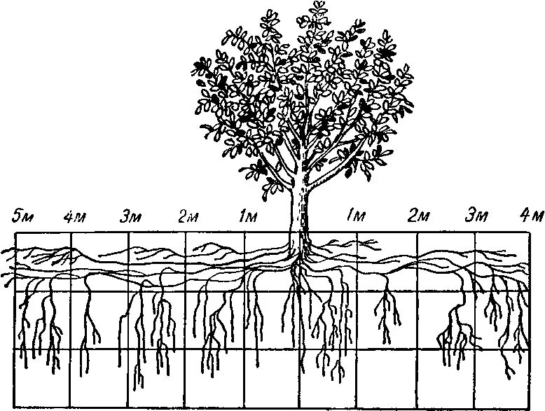 Яблоня распространение. Корневая система шелковицы схема. Корни яблони. Корневая система яблони. Корни яблони глубина.
