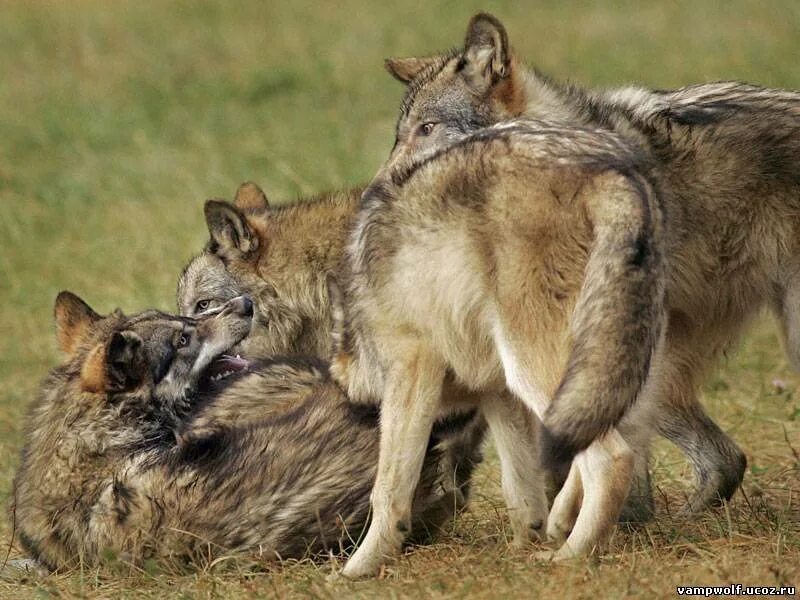 Волки нападающие на скот. 10 Волков.