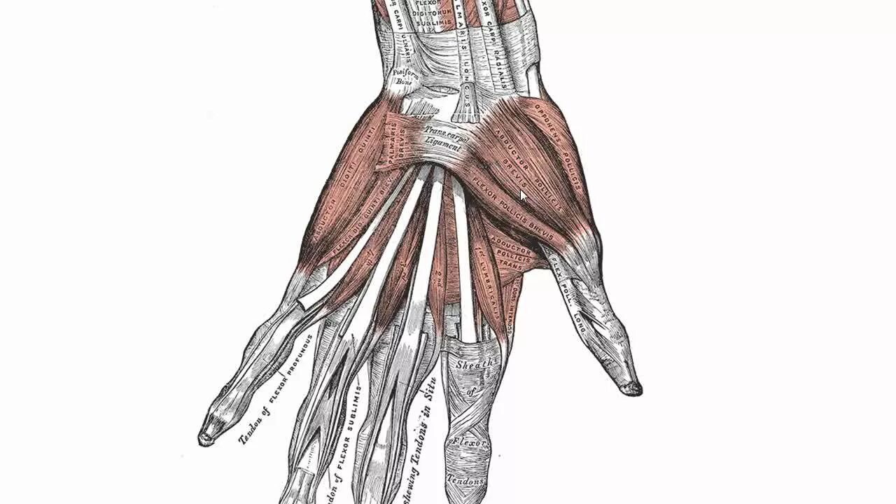 Теносиновит сухожилия кисти. Opponens pollicis. Сухожилия лучезапястного сустава анатомия. Мышцы кисти анатомия человека. Анатомия кисти мышцы и сухожилия.