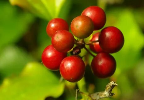 Sarsaparilla