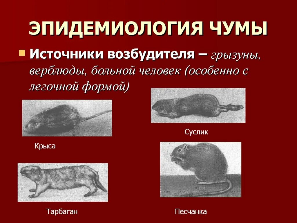 Чума источник возбудителя инфекции. Эпидемиология чумы источники инфекции. Чума какая болезнь