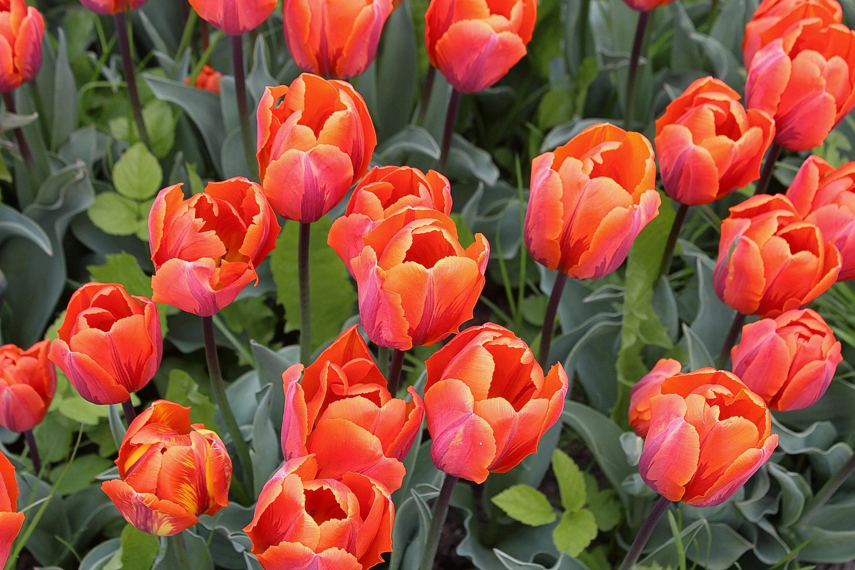 Сайт tulip