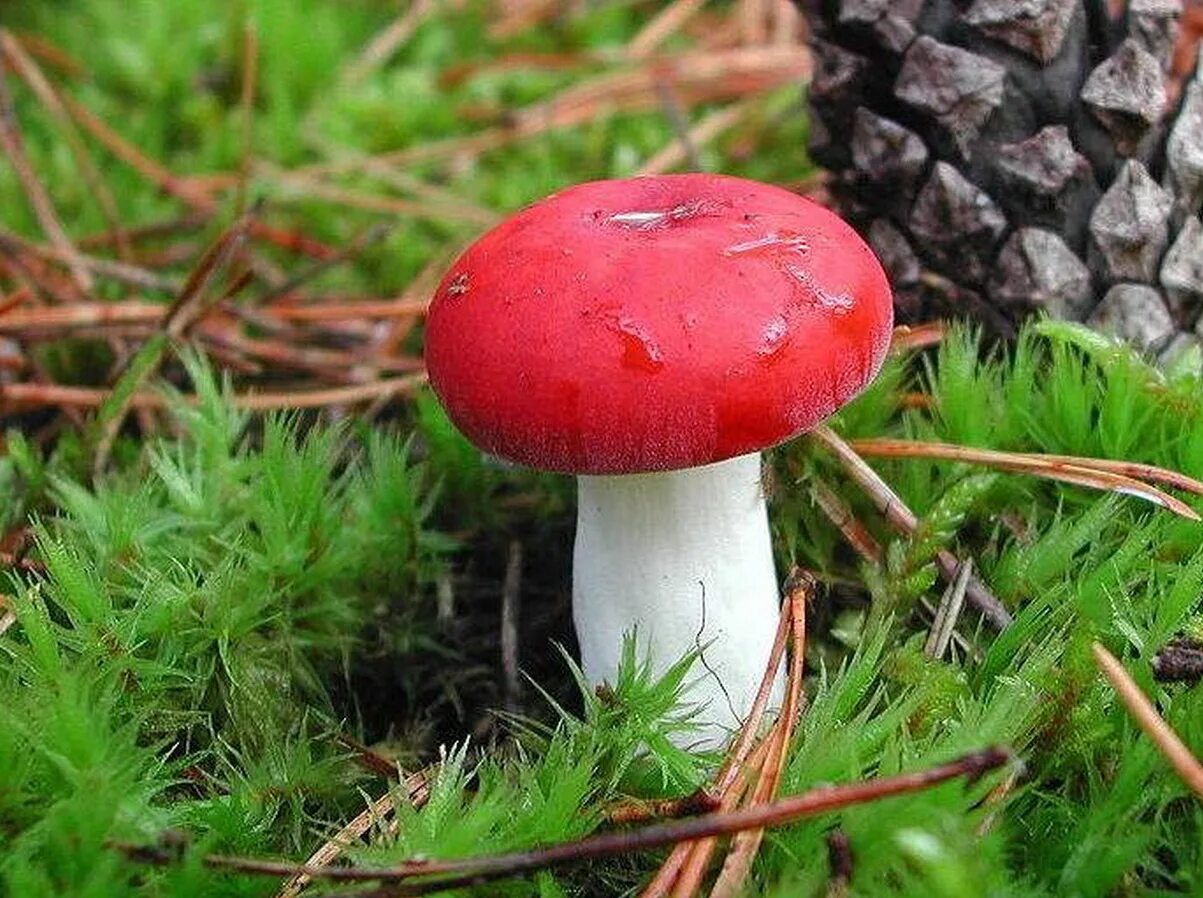 Сыроежка в каком лесу. Сыроежка красная. Сыроежка гриб. Сыроежка съедобные грибы. Сыроежка жгучеедкая.