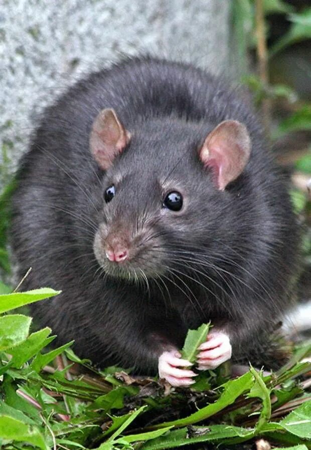 Сонник черных крысы. Черная крыса Rattus Rattus Linnaeus. 96. Чёрная крыса Rattus Rattus. Крыса черная Дикая. Декоративная крыса черная.