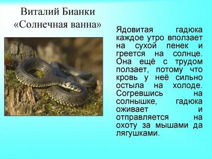 Гадюка греется