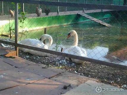 Зоопарк в парке тула