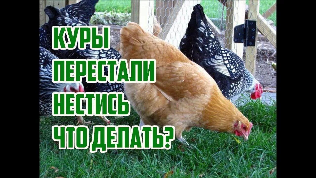 Читать здравствуй курица. Почему куры перестали нестись. Курица несется.