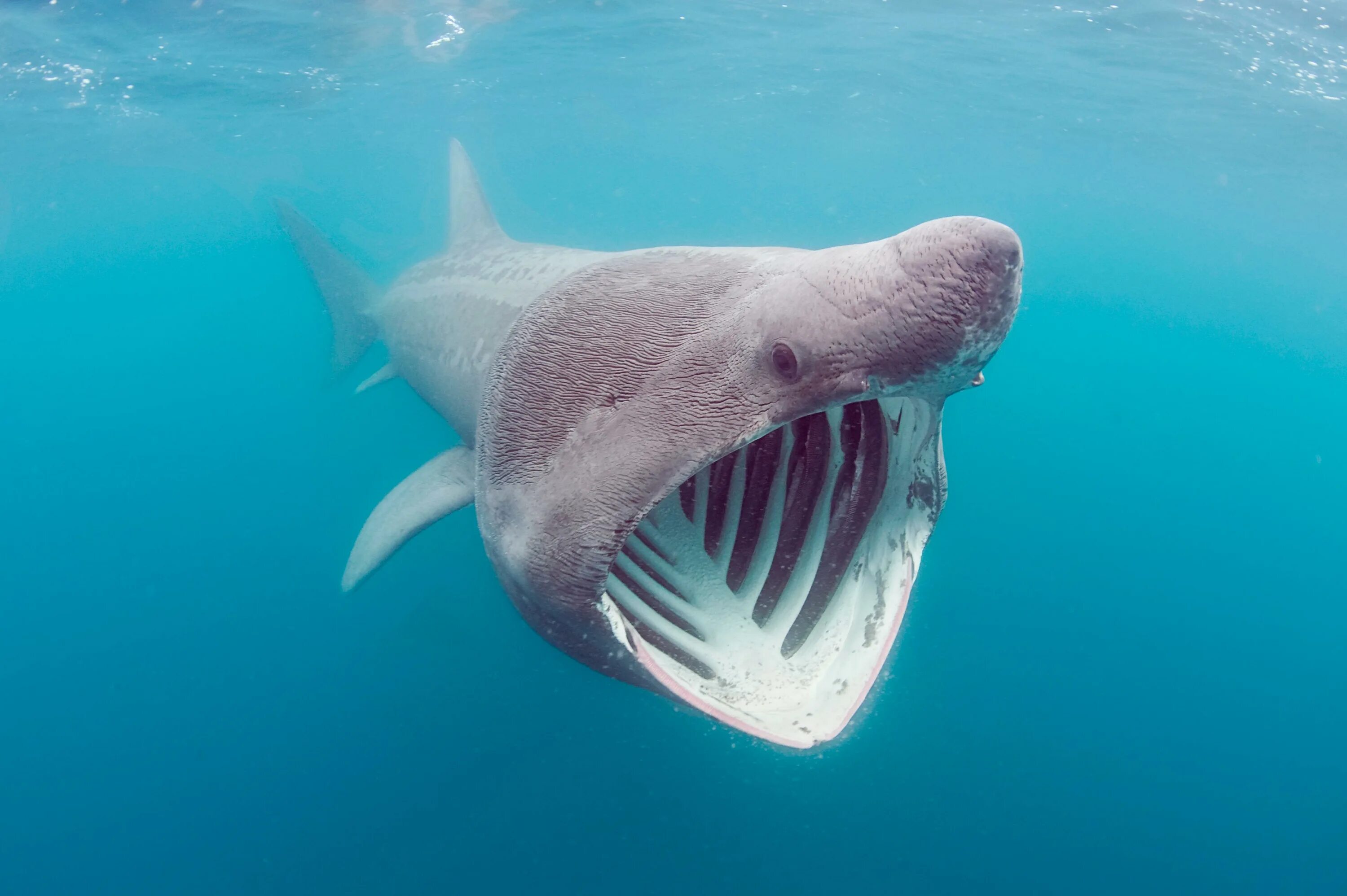 Гигантская акула Cetorhinus Maximus. Баскинг Шарк акула. Гигантская акула (basking Shark).