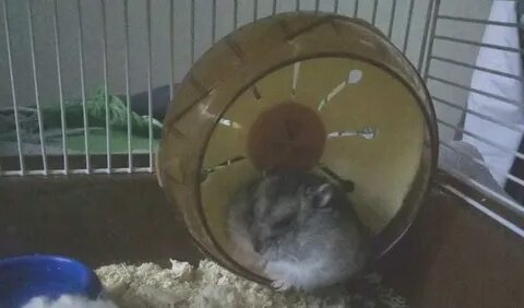 Какое колесо нужно для хомяка