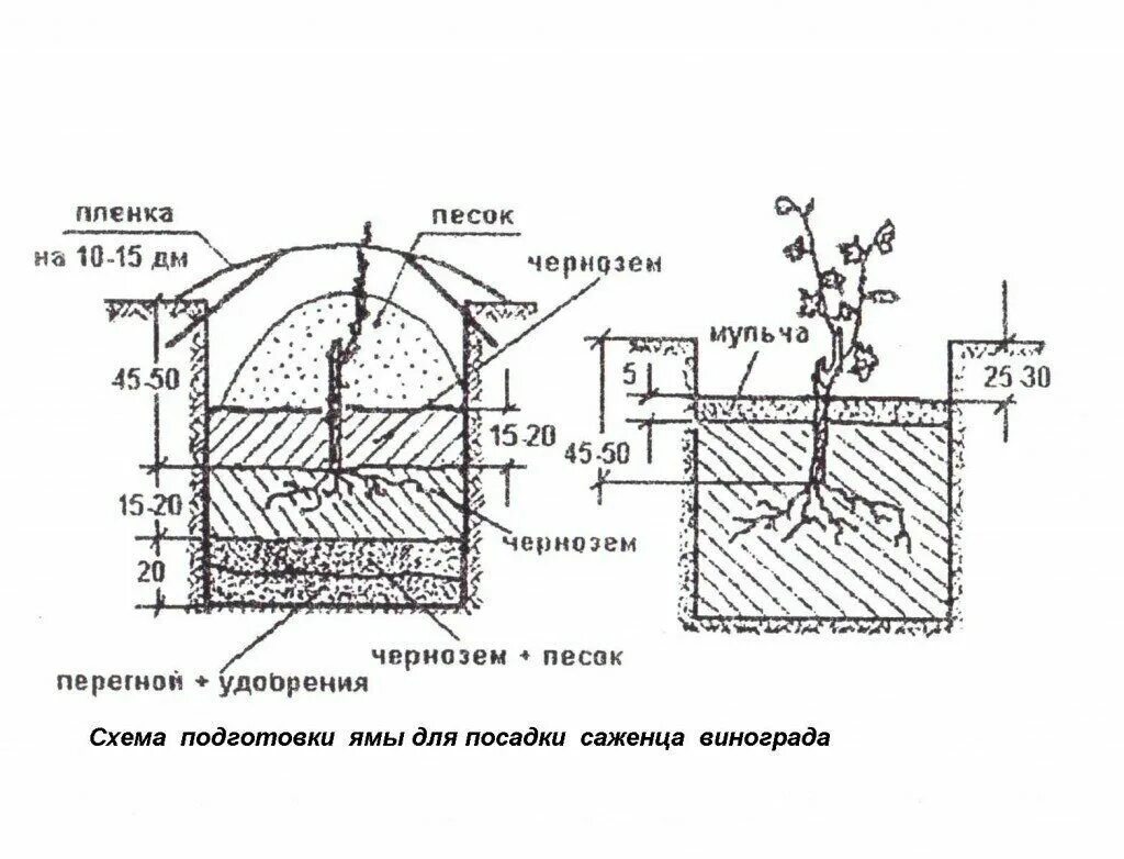 Высадка винограда весной. Схема посадки винограда весной саженцами. Схема посадки винограда черенками. Схема посадки саженцев винограда. Схема посадочной ямы для винограда.