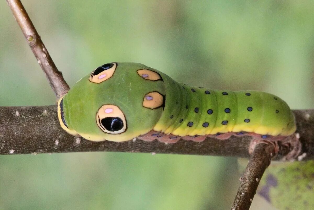 Papilio Troilus гусеница. Papilio Troilus гусеница бабочка. Олеандровый Бражник гусеница. Бражник глазчатый гусеница. Гусеница бабочки 7