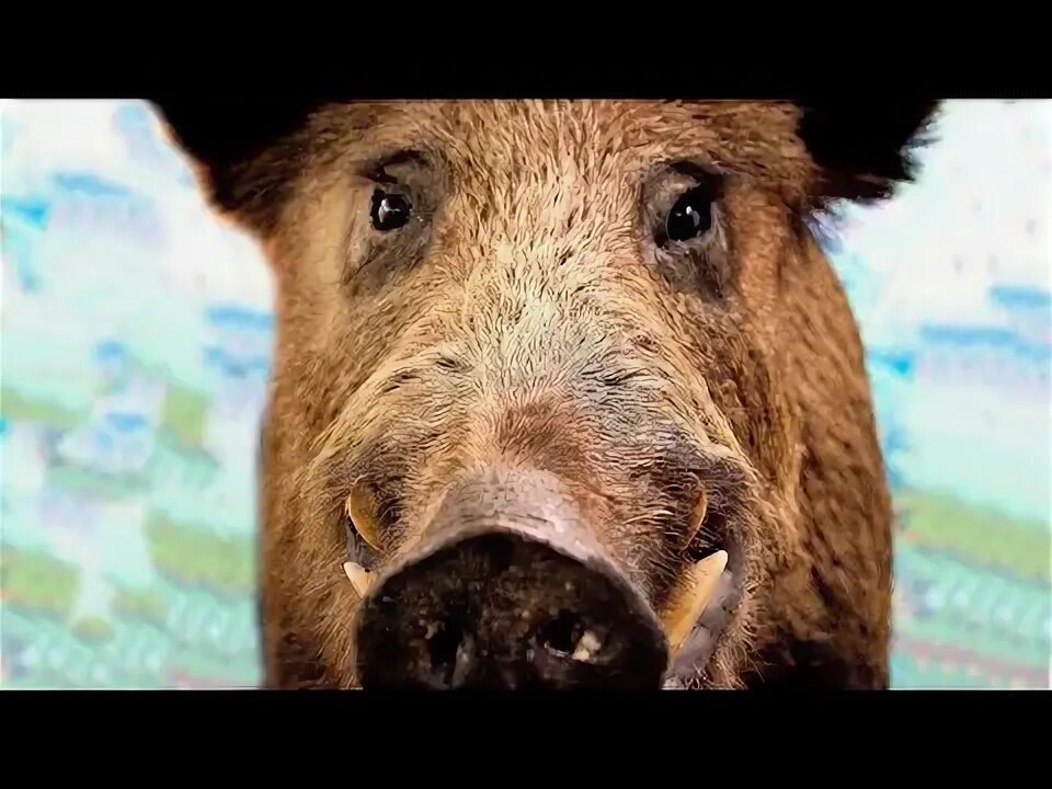 Включи кабан добрый фикс. Включи кабан добрый фикс