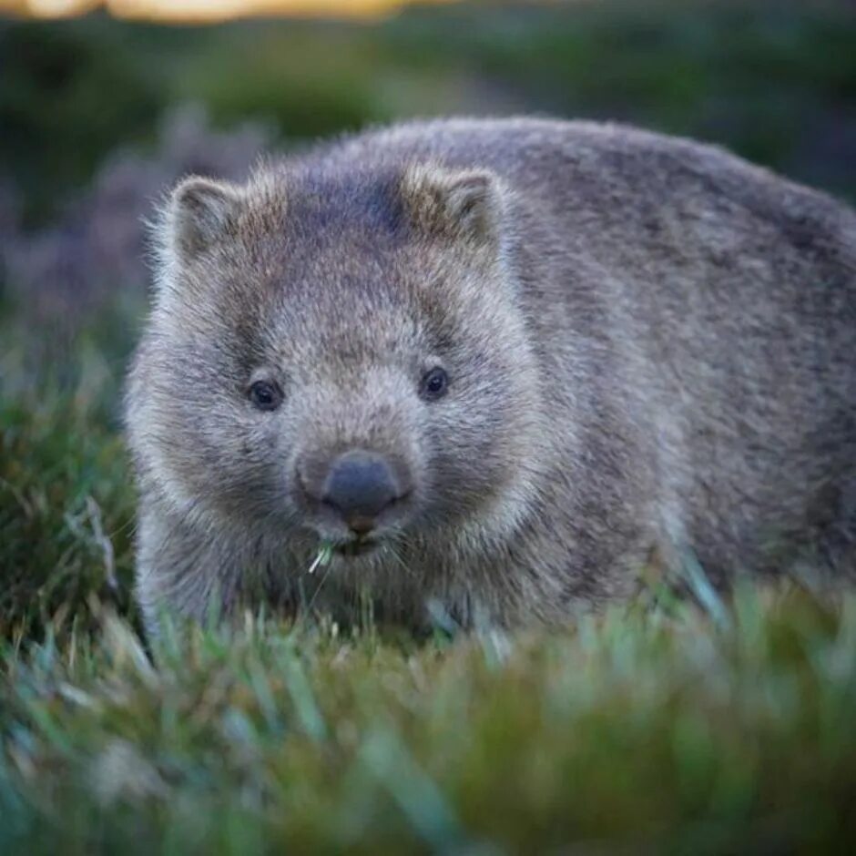 Wombat перевод. Вомбат в Австралии. Сумчатый вомбат. Медвежий вомбат. Австралийский медведь вомбат.