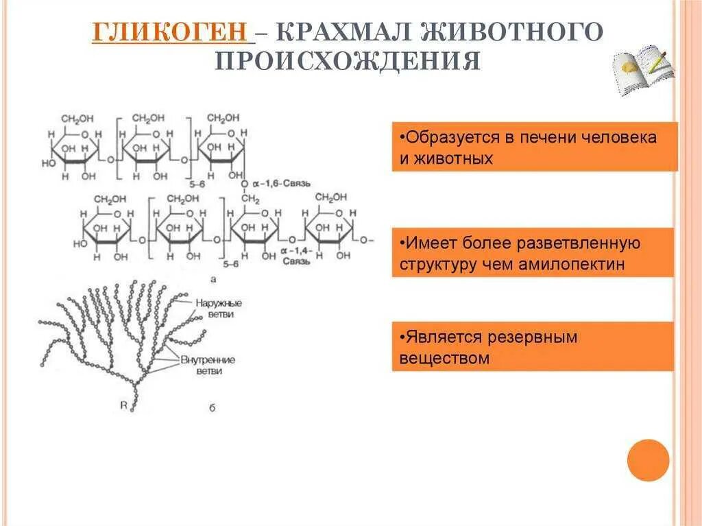 Гликоген выполняет функцию. Гликоген. гликоген животного происхождения. функции гликогена в организме человека. структура гликогена.