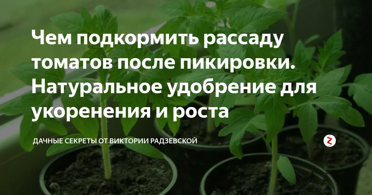 Удобрение для рассады томатов для утолщения стебля. Чем подкормить рассаду помидор после пикировки. Удобрение для рассады после пикировки томатов. Подкормка рассады томатов после пикировки. Томаты после пикировки.