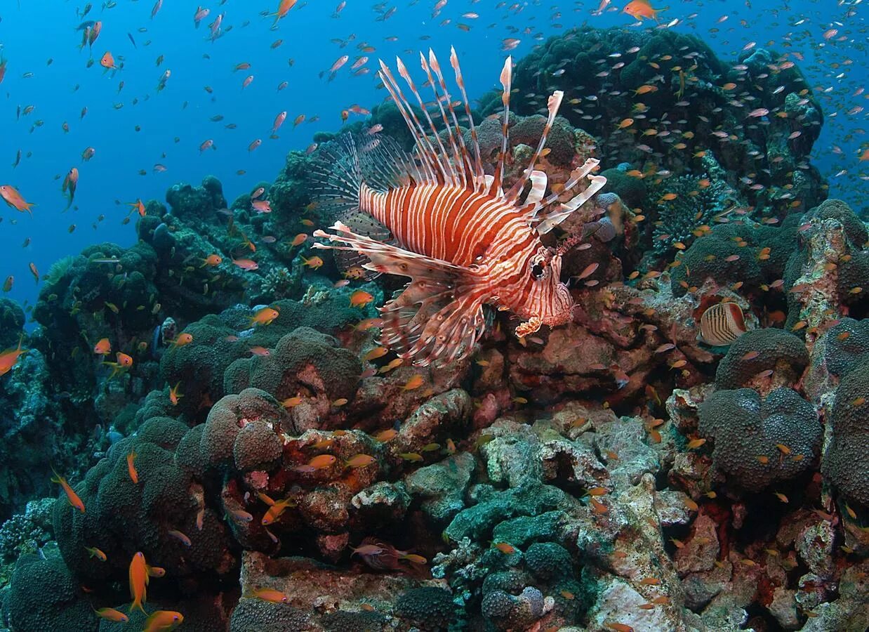 El coral. Красное море риф Шарм Эль Шейх. Подводный мир Египта Шарм-Эль-Шейх. Коралловый риф Египет шармаль Шейх. Коралловый риф в Шарм Эль Шейхе.