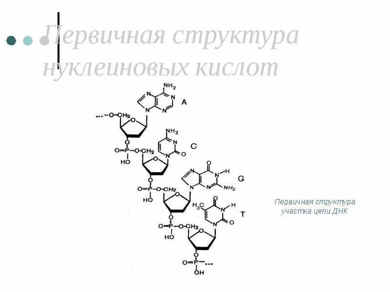 Вторичная цепь днк. Первичная структура нуклеиновых кислот. Первичная структура нуклеиновых кислот рисунок. Первичная структура участка цепи ДНК. Вторичная структура нуклеиновых кислот.