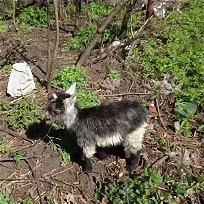 Садоводство красный октябрь санкт петербург