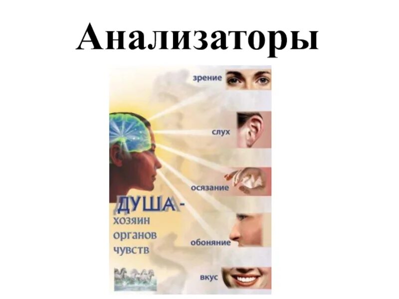 Анализаторы биология 8 класс видеоурок. Анализаторы 8 класс. Анализаторы по биологии 8 класс. Презентация по теме анализаторы 8 класс биология. Презентация на тему анализаторы 8 класс.